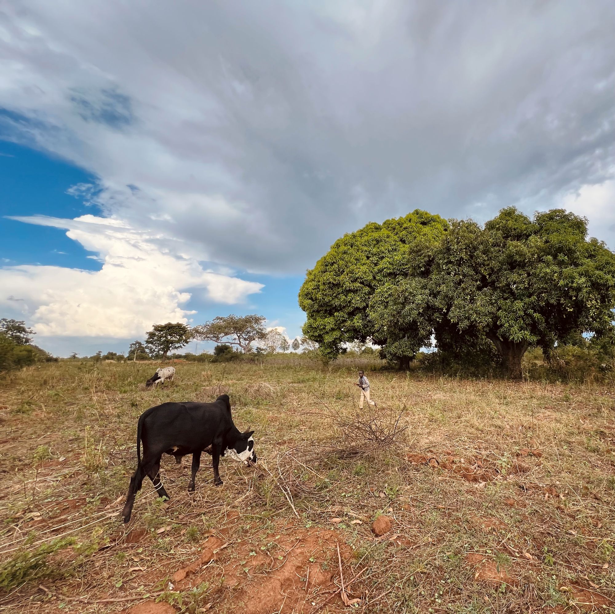 Regenerative Farming